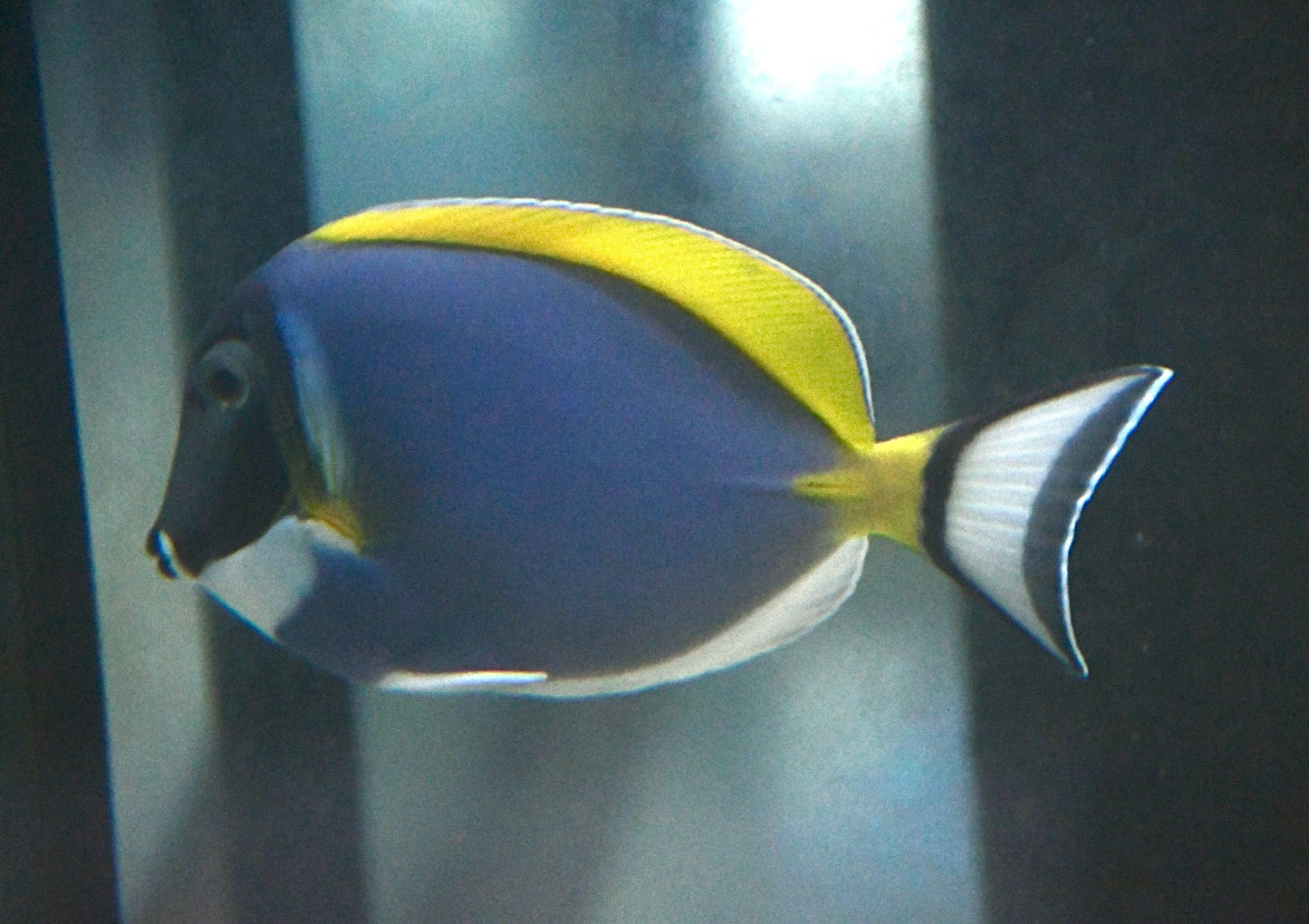 Powder Blue Tang (Acanthurus leucosternon)