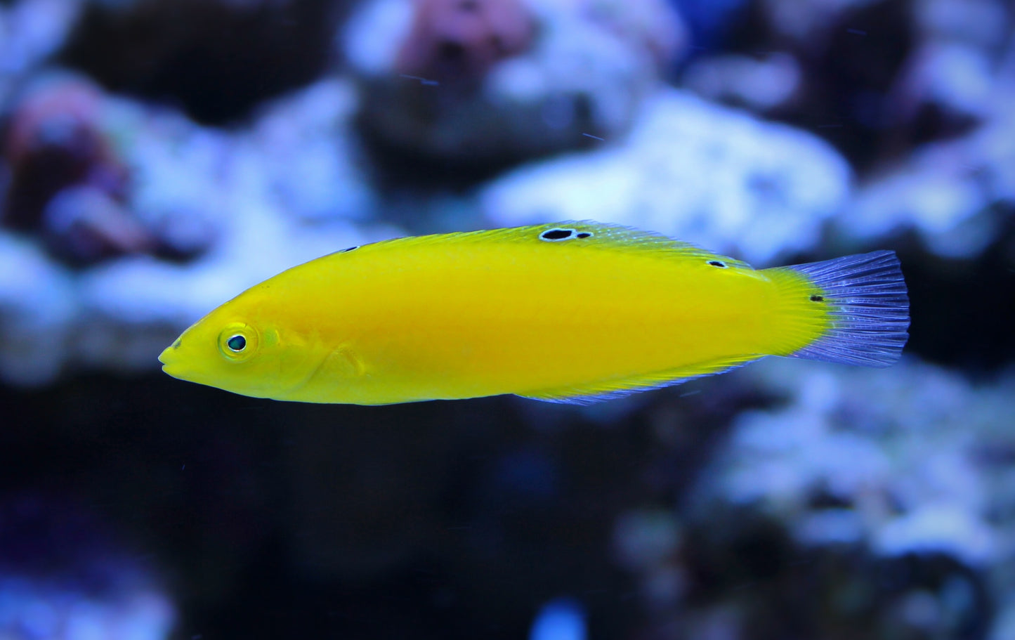 Yellow Coris Wrasse (Halichoeres chrysus)