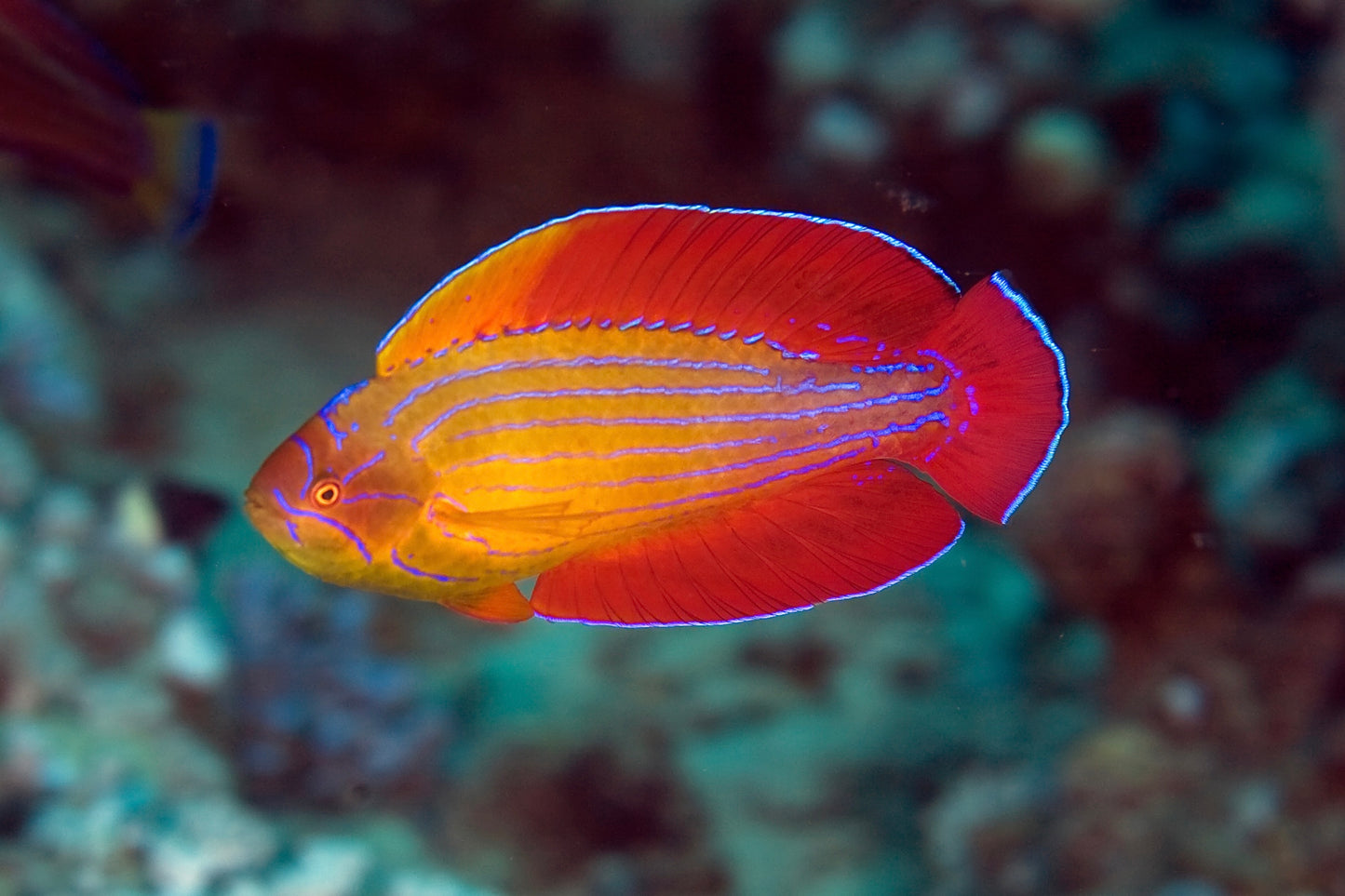 Red Sea Eightline Wrasse (Paracheilinus octotaenia)