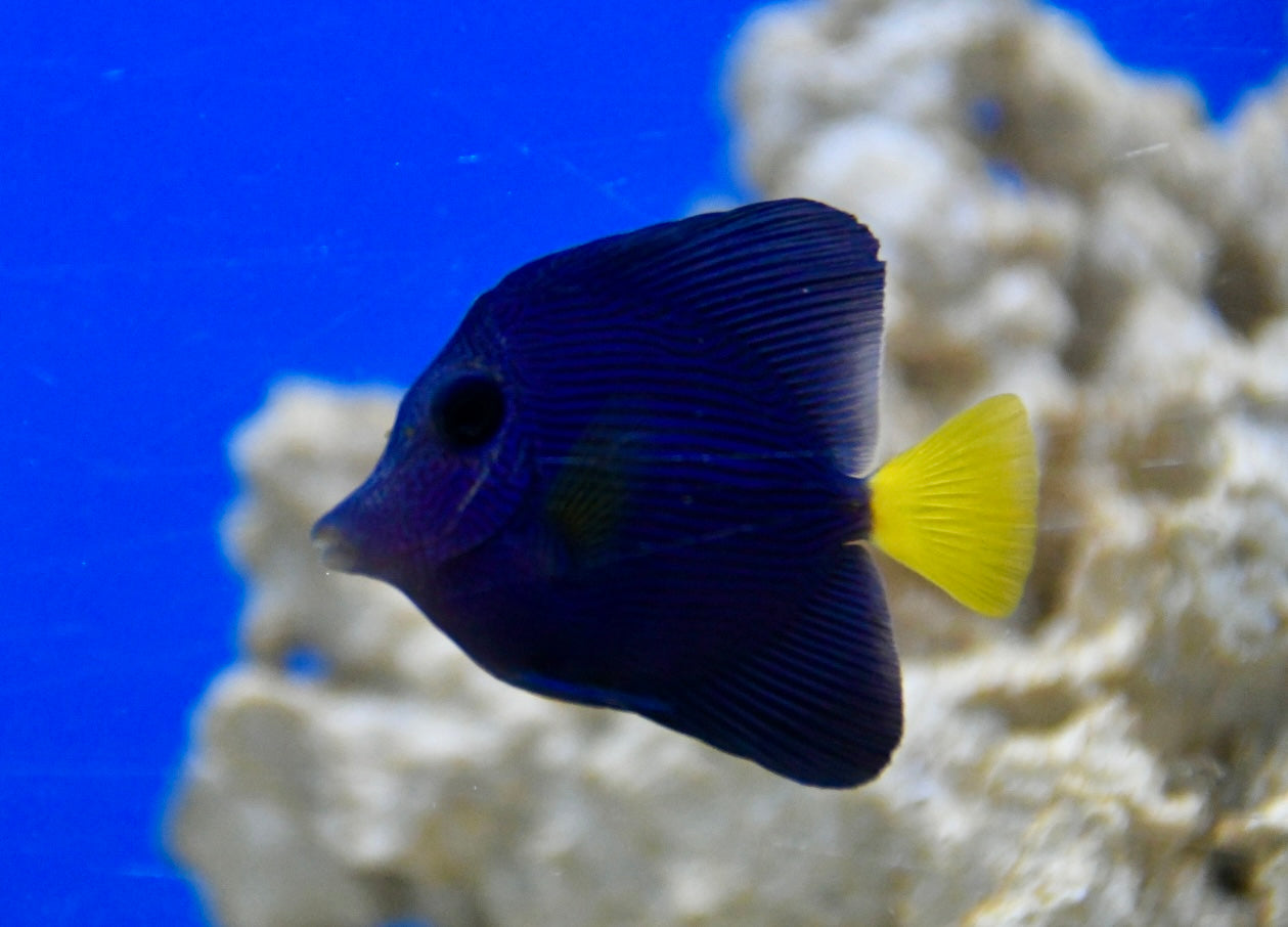 Purple Tang, Red Sea (Zebrasoma xanthurus)