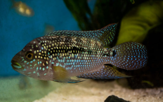 Jack Dempsey (Rocio octofasciatum)