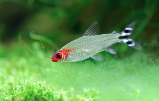 Rummynose Tetra (Hemigrammus bleheri)