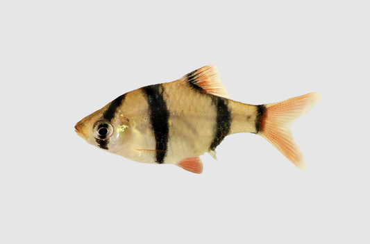 Tiger Barb (Capoeta tetrazona)