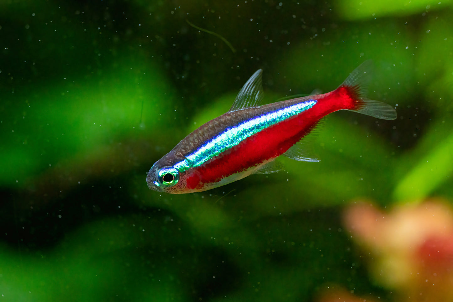 Cardinal Tetra (Paracheirodon axelrodi)