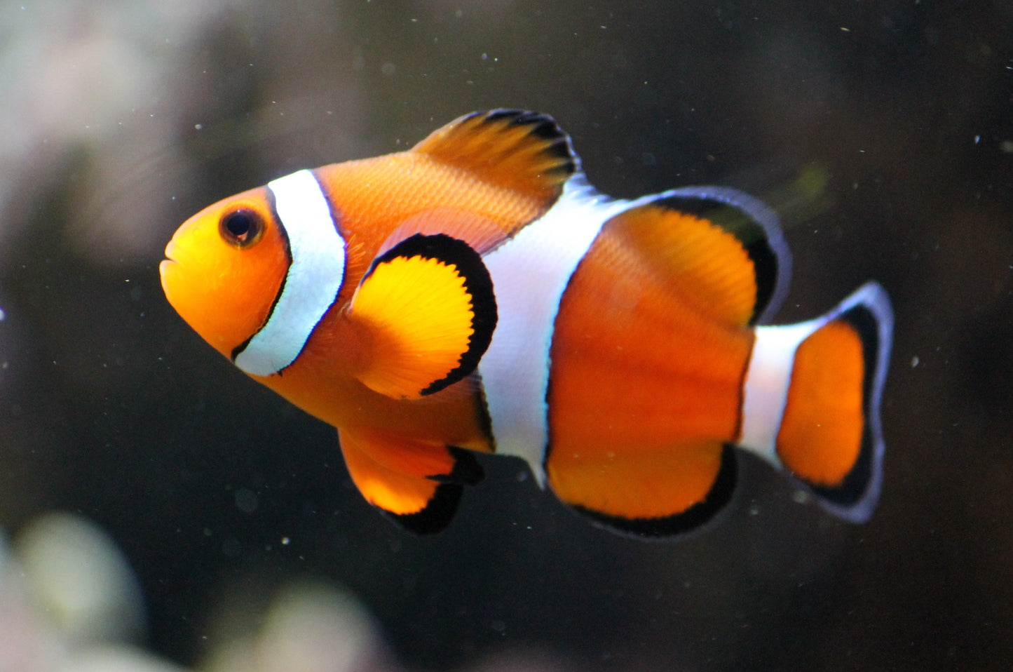 Ocellaris Clownfish (Amphiprion ocellaris)