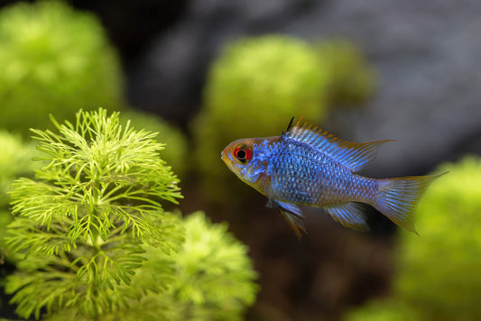 Electric Blue Ram (Microgeophagus ramirezi)