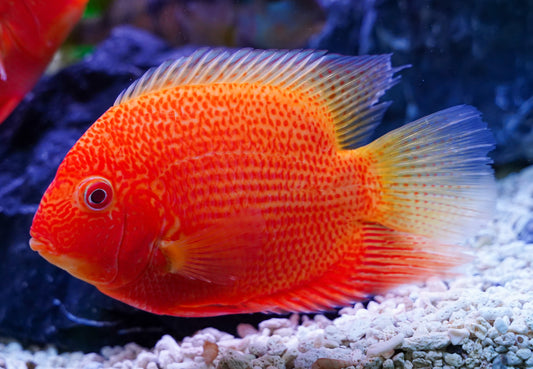 Red Spot Severum (Heros efasciatus)